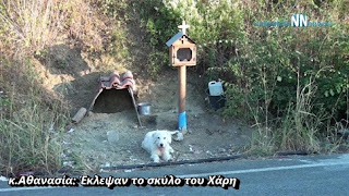 Άγνωστοι πήραν το σκύλο του Χάρη- Έκκληση να τον επιστρέψουν - Βίντεο