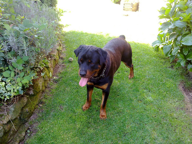 MOI IMPORTANTE: Extravío de Rottweiler na parroquia da Portela.