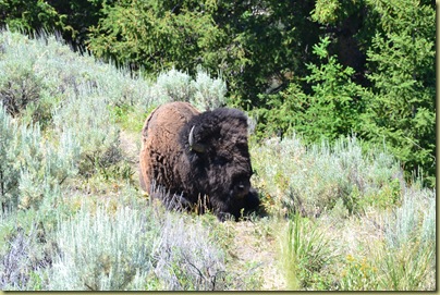 Bison by side of road