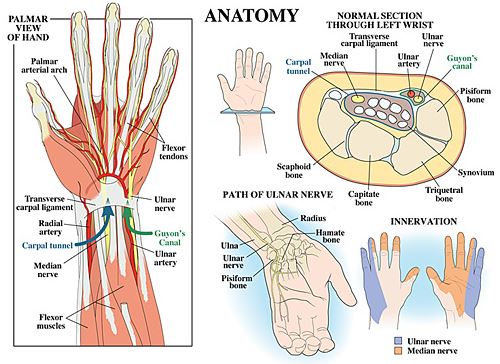 anatomi pergelangan tangan