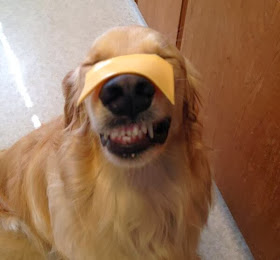 adorable dog pictures, golden retriever dog with cheese on his face