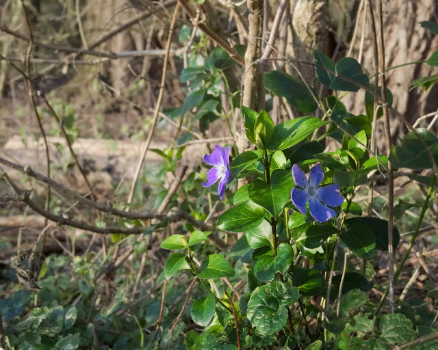 Periwinkle flowering with trees behind