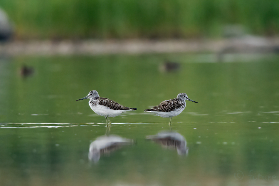 Heletilder, Tringa nebularia, Common greenshank, Greater, tilder, kurvits