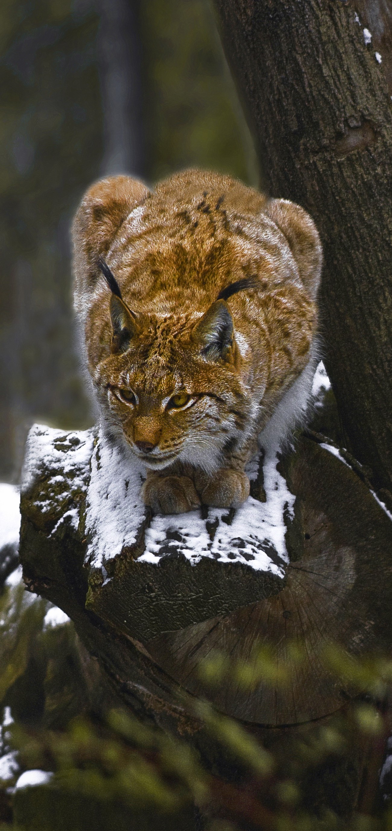 Lynx during winter.