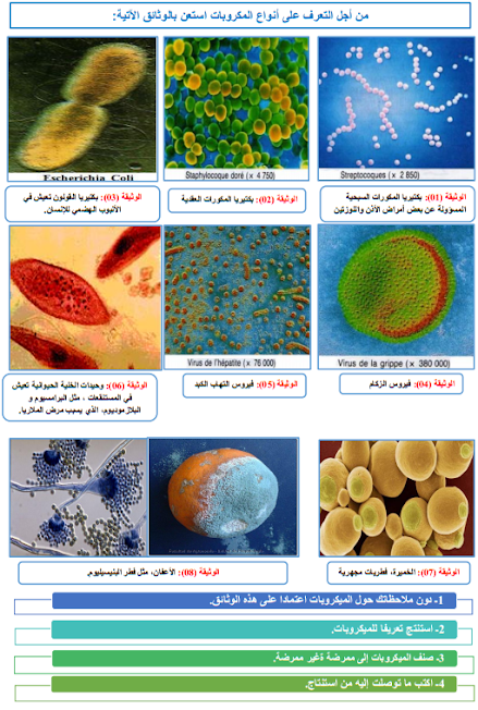 التعرف على أنواع الميكروبات من بكتيريا ، فيروسات ، فطريات ، خمائر