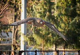 Christo diving for prey.