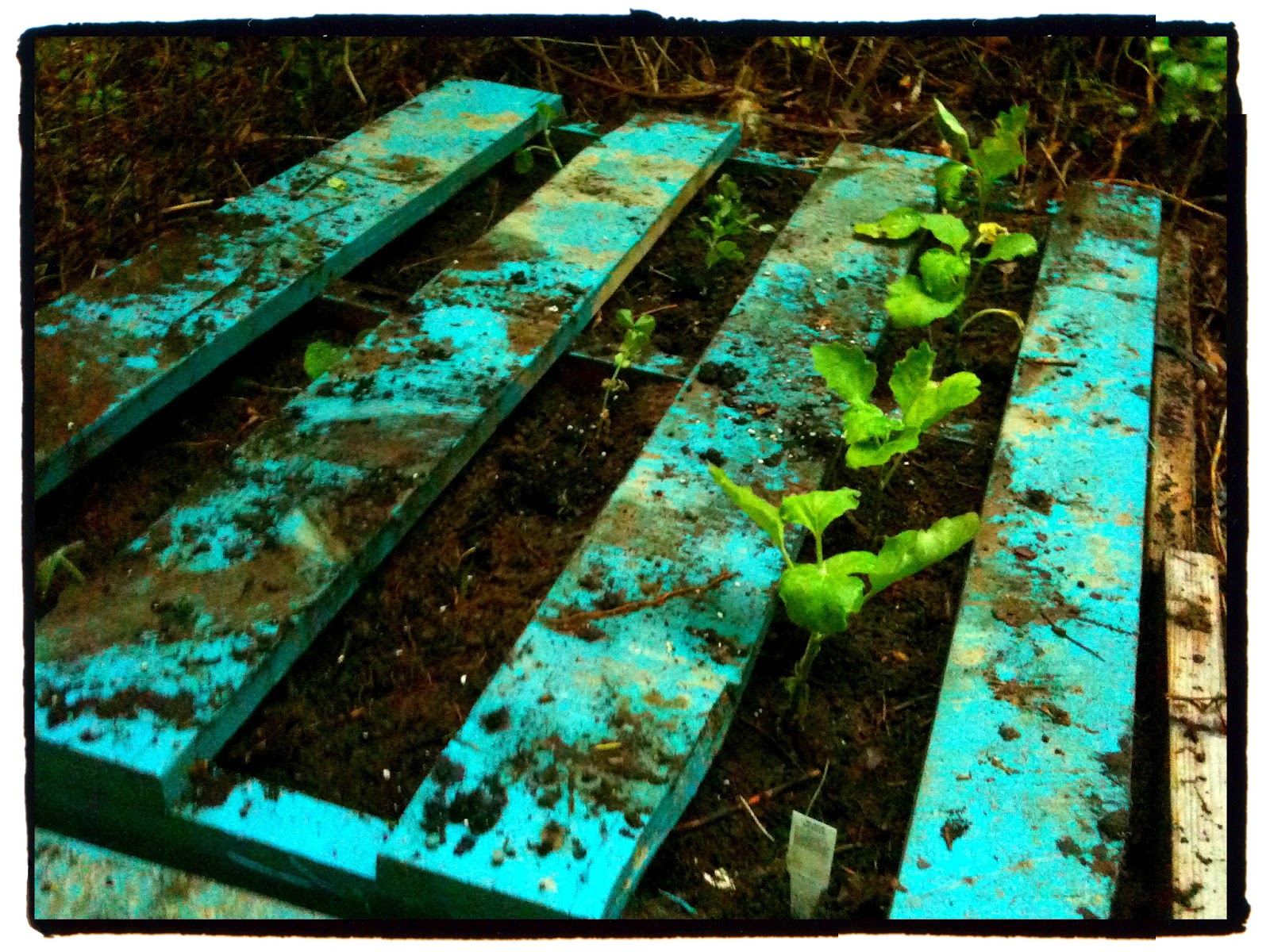 Vegetable Garden