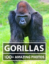 Image: Gorilla Pictures and Photography - A Gorillas Picture and Photo Book - Amazing Big Collection: 100+ Amazing Pictures of Gorillas in this Beautiful Gorilla photo book | Paperback | by Jana Villaneuva (Author) | Publisher: Independently published (September 6, 2021)