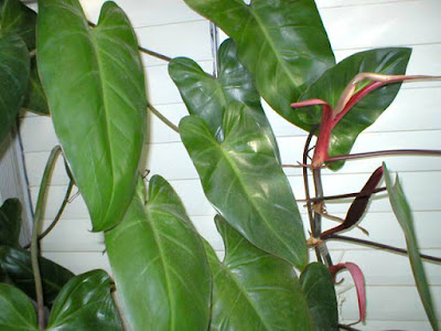 Philodendron Erusbescens