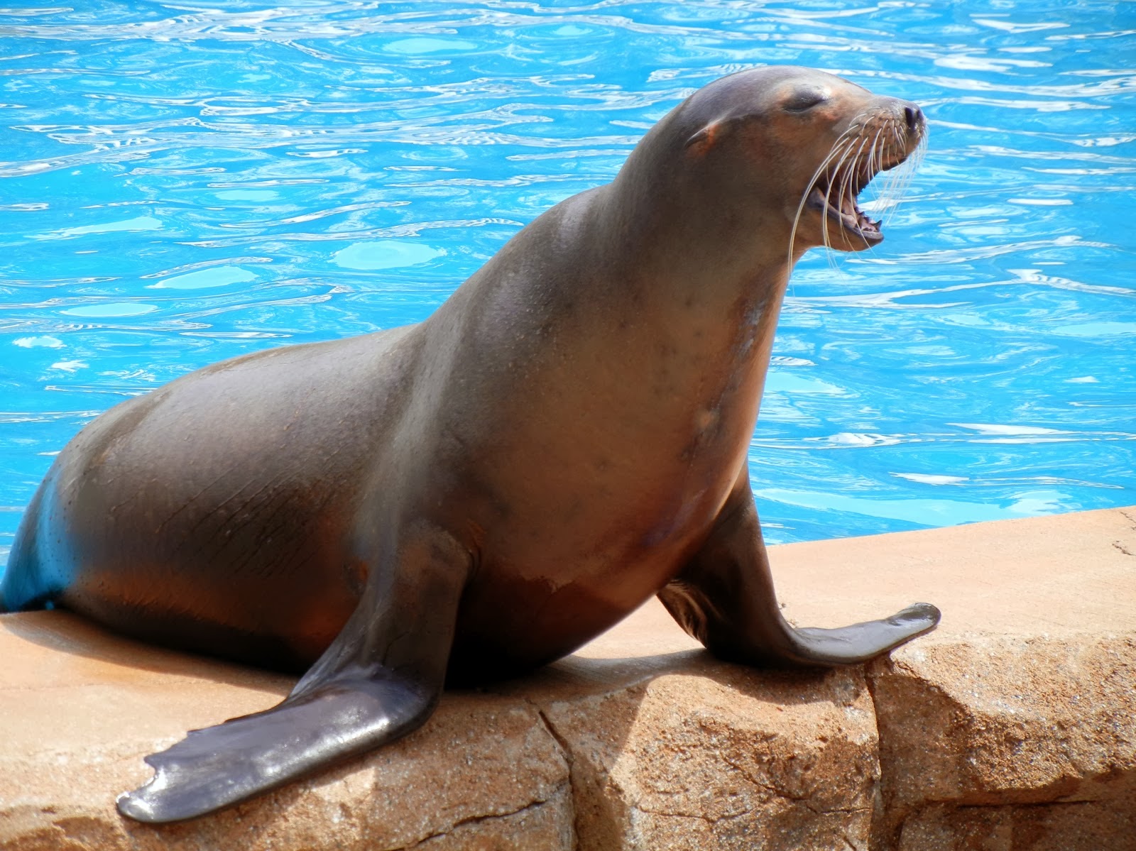 California Sea Lion Photos California Sea Lion Photos