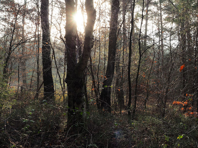 Sonnenstrahlen im Wald