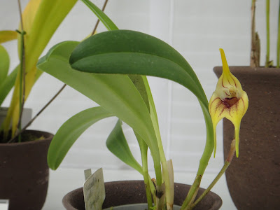 Masdevallia civilis care and culture