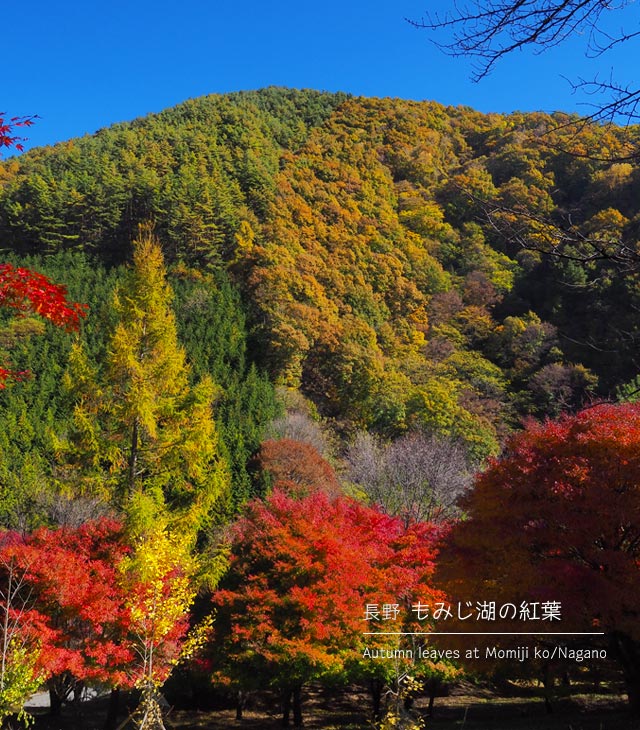 [長野] もみじ湖の紅葉まつり