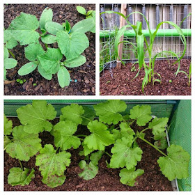 Veggie Patch Progress