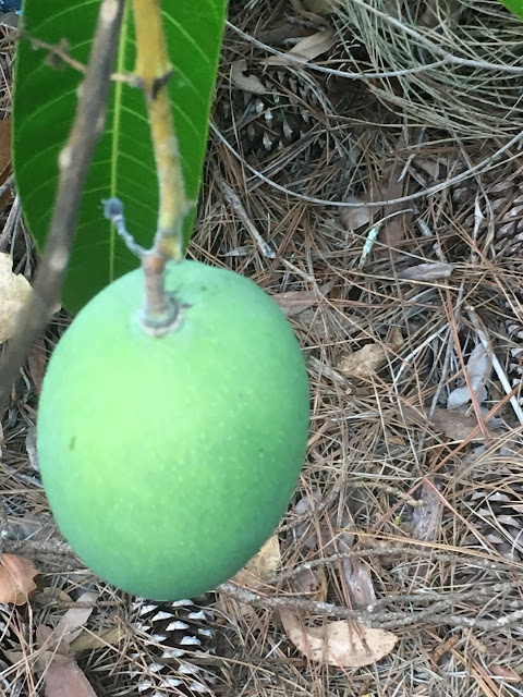 Even tiny mango trees can produce.