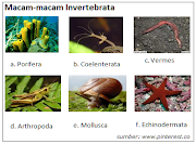 13+ Gambar Hewan Invertebrata Dan Ciri-cirinya, Inspirasi Penting!