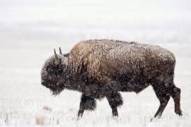 http://mdc.mo.gov/discover-nature/field-guide/american-bison