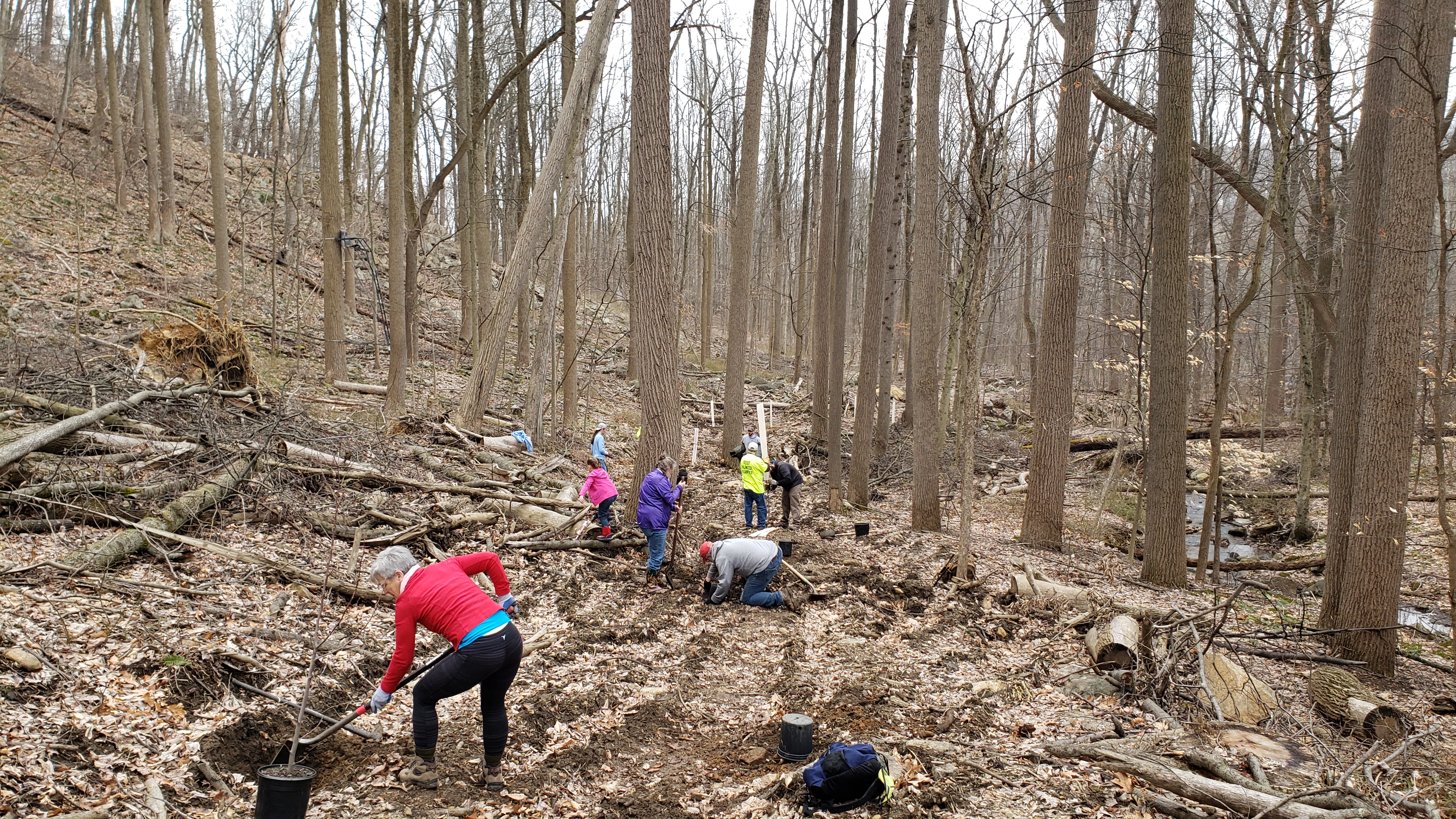 Volunteers from local NJ Trout Unlimited Chapter plant native trees along Brass Castle Creek within Roaring Rock Park March 26th 2022