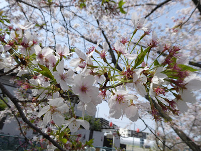 【大阪府門真市三ツ島】砂子水路の桜