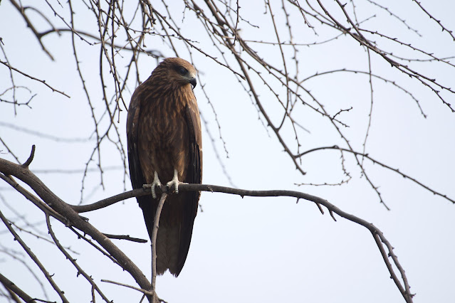 Black Kite (काली चील) - Milvus migrans - Ashutosh Jhureley