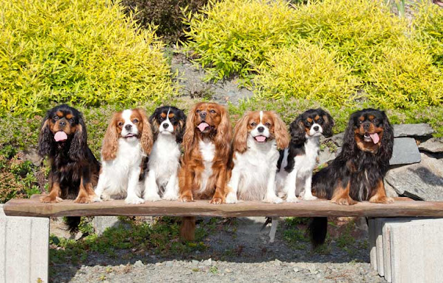 Seven Cavalier King Charles Spaniels - is it a good sample for canine science?