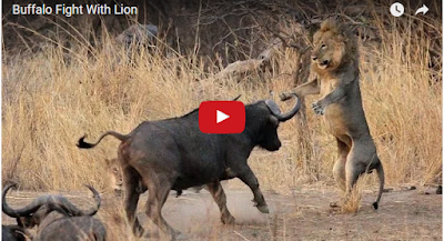  http://www.globalinfoz.com/2016/02/buffalo-fight-with-lion.html