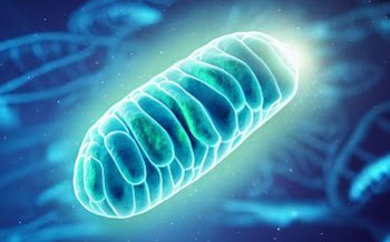 Unraveling the Powerhouses of the Cell: Exploring the Intricacies of Mitochondria