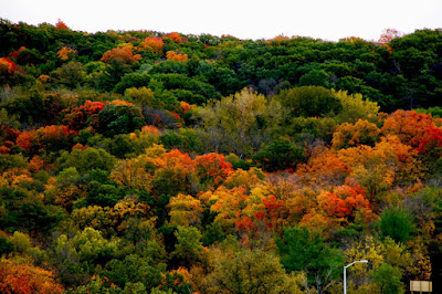 leaf color is coming on