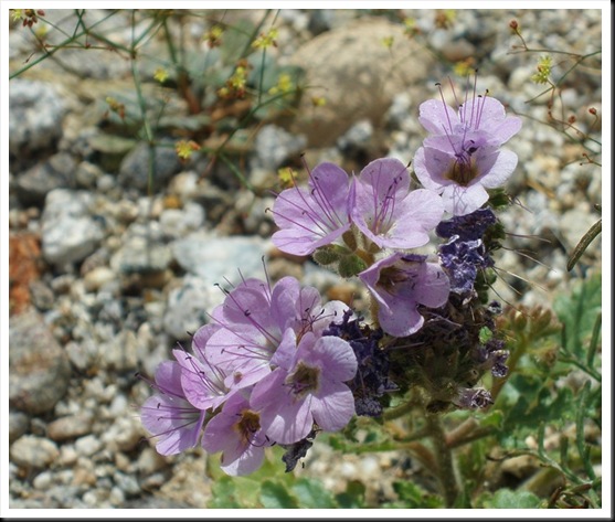 Desert In Bloom