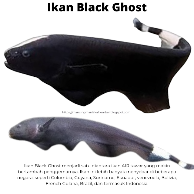 Ikan Black Ghost Terbesar Black Ghost Ikan Pakan Ikan Black Ghost Ikan Black Ghost Albino Ikan Black Ghost Bisa Dicampur Dengan Cara Merawat Ikan Black Ghost Ikan Black Ghost Besar Penyebab Ikan Black Ghost Mati Ikan Black Ghost Dicampur Jenis Ikan Black Ghost Ikan Black Ghost Mati Ikan Ghost Black Ukuran Ikan Black Ghost Paling Besar Ikan Black Ghost Jantan Dan Betina Cara Membedakan Ikan Black Ghost Jantan Dan Betina Cara Memelihara Ikan Black Ghost Ukuran Ikan Black Ghost Habitat Ikan Black Ghost Perbedaan Ikan Black Ghost Jantan Dan Betina Ikan Black Ghost Tanpa Aerator Asal Ikan Black Ghost Jenis Jenis Ikan Black Ghost Perawatan Ikan Black Ghost Ikan Black Ghost Dicampur Koki Ikan Black Ghost Predator Ikan Black Ghost Untuk Aquascape Ikan Black Ghost Knife Peternak Ikan Black Ghost Ikan Black Ghost Jumbo Ikan Black Ghost Dicampur Guppy Ikan Black Ghost Raksasa Ikan Black Ghost Dewasa Cara Beternak Ikan Black Ghost Aquarium Ikan Black Ghost Ikan Black Ghost Di Aquascape Ikan Black Ghost Stress