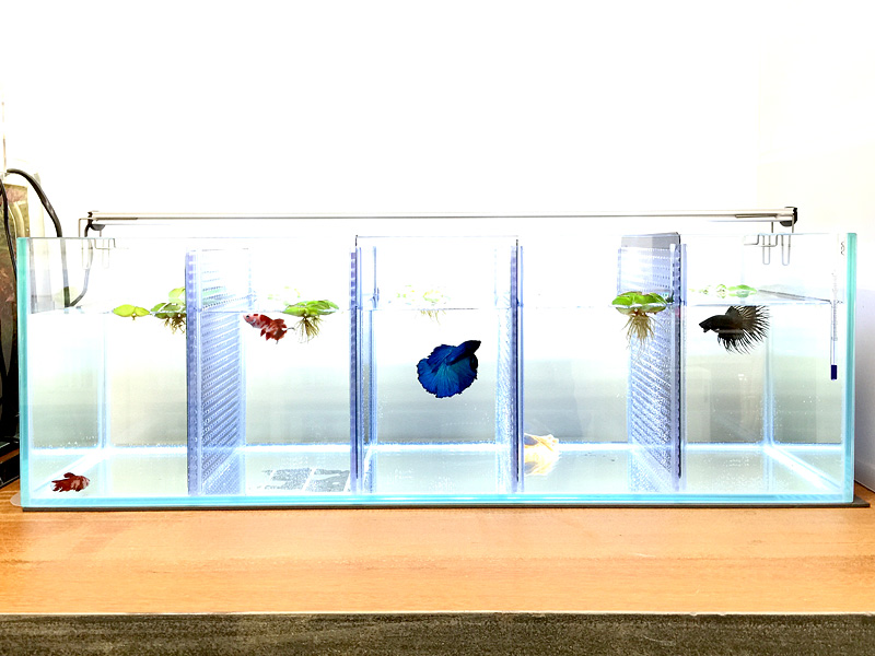 Aquascape Lounge ベタ御一行様 アパートに引っ越し