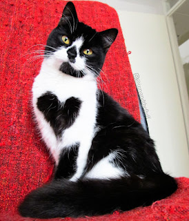 Conoce a Zoë, la gata que literalmente lleva un corazón en el pecho