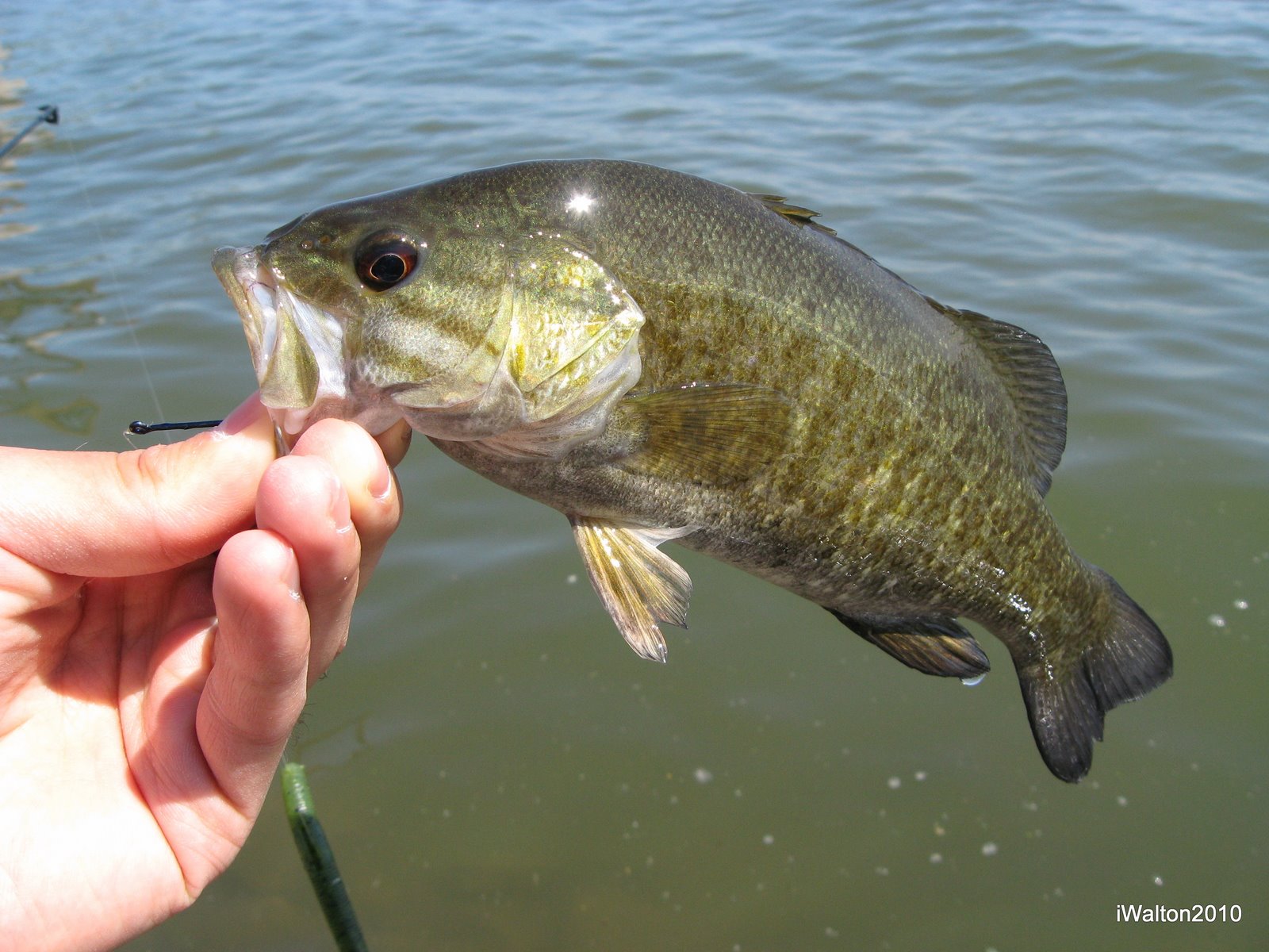 Catching Hot Weather Smallmouth Bass Day 1: Fishing for Hot Weather  Smallmouth Bass - John In The WildJohn In The Wild