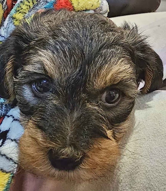 Adopt a Morkie-Yorkie male Puppy 6 weeks old, Buttons