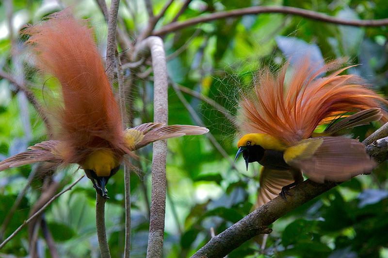 Wisata PapuaQ Cenderawasih Burung Khas Papua 