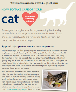 How to take care of your cat keeping your cat healthy and happy