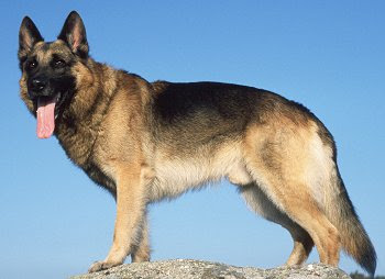 German-Shepherd.