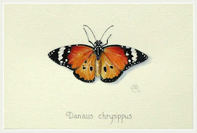 African Monarch butterfly by Shevaun Doherty SBA
