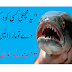 "Kill this fish if you see it," the government announced | Es Machli Ko Mar Dalo.