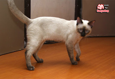 đánh dấu lãnh thổ
