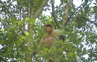 Bekantan di Hutan Mangrove Tarakan Borneo - Ardiz