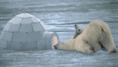 funny Polar Bear taking a peak in an igloo