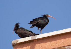 Northern Bald Ibis - Sidi Wassay, Morocco