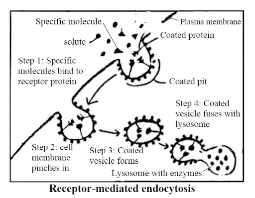 Receptor mediated endocytosis