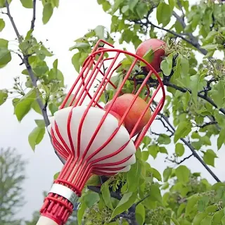 BEST Orchard Fruit Picker Basket Fresh Orange Apple Plum Pear Peach for Broom Pole Stick hown - store