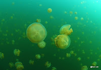 Jellyfish Lake