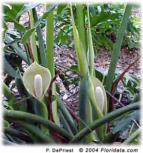 Guembé Philodendron bipinnatifidium