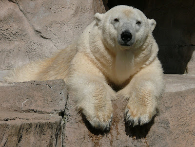 Awesomely Beautiful Animal Portrait Seen On  www.coolpicturegallery.net