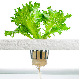hydroponic vegetables