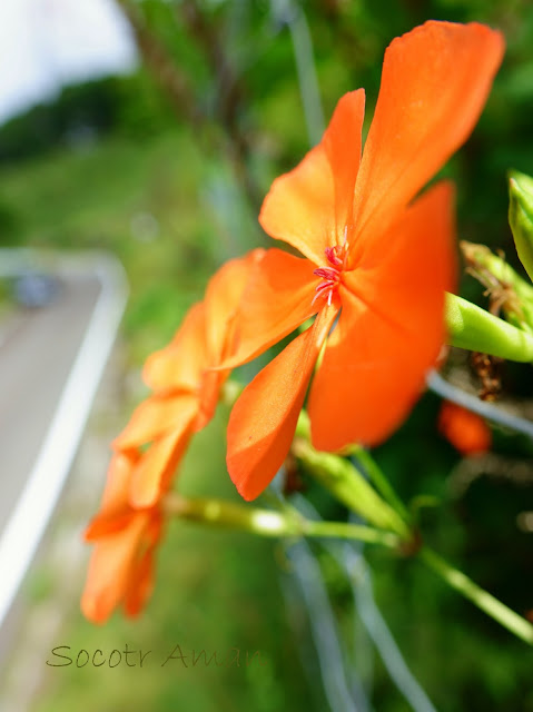 Lychnis miqueliana